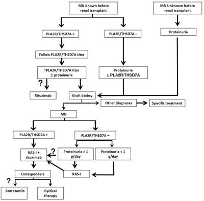 Membranous Nephropathy (MN) Recurrence After Renal Transplantation